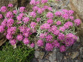 Ptilotrichum spinosum 'Purpureum'